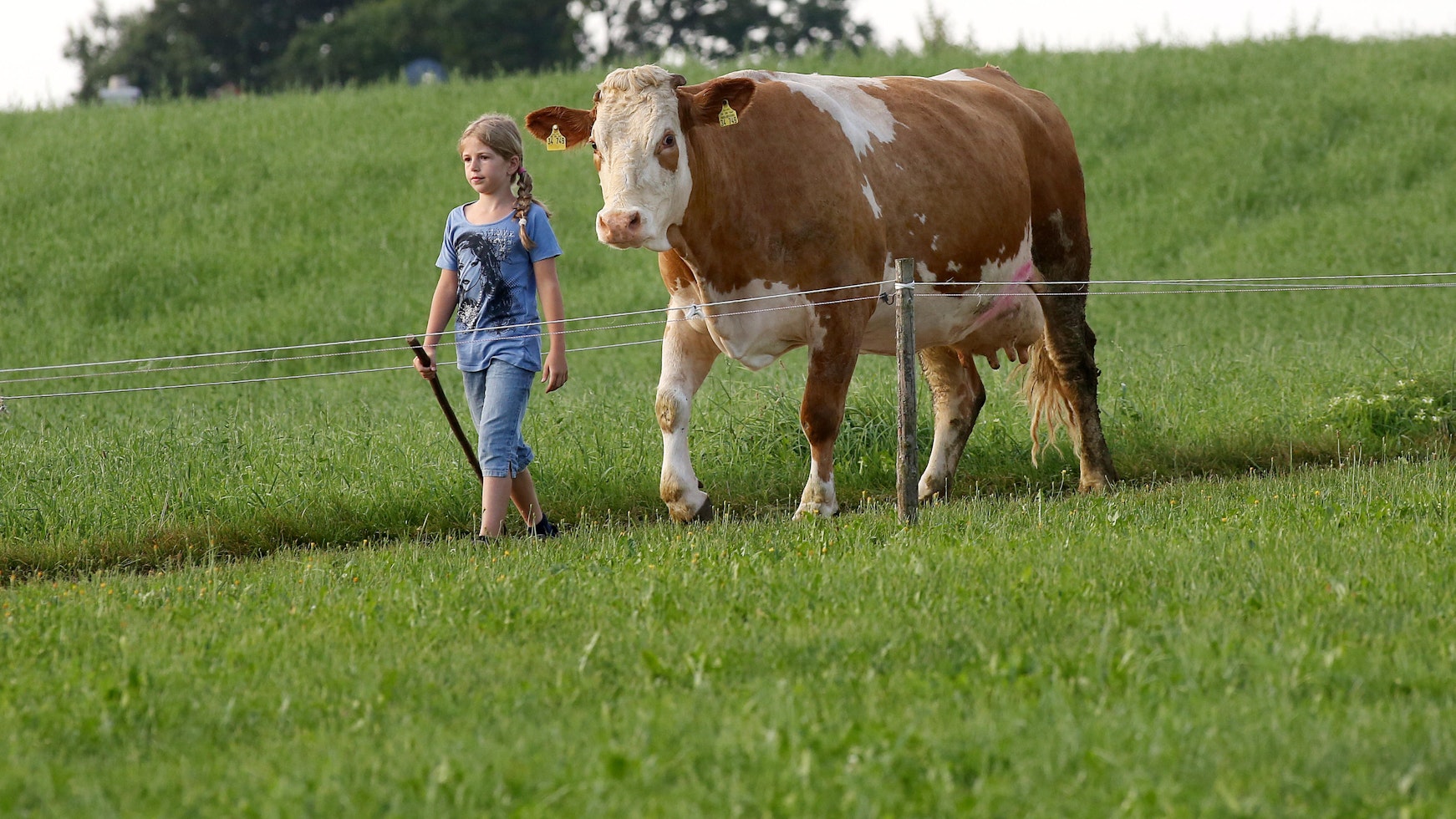 Mädchen hütet eine Kuh auf der Weide.