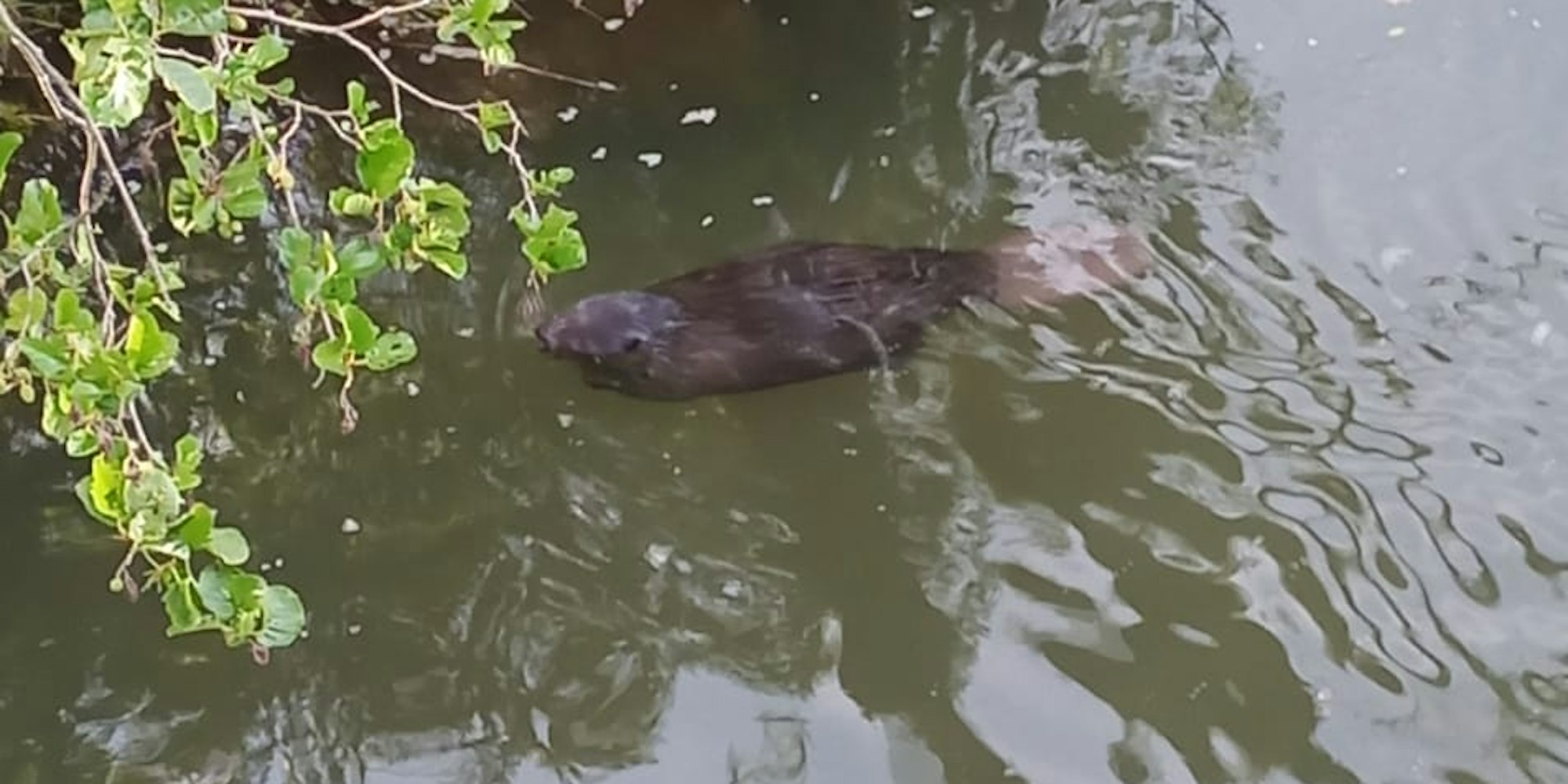 Schleidener Tal Biber_001