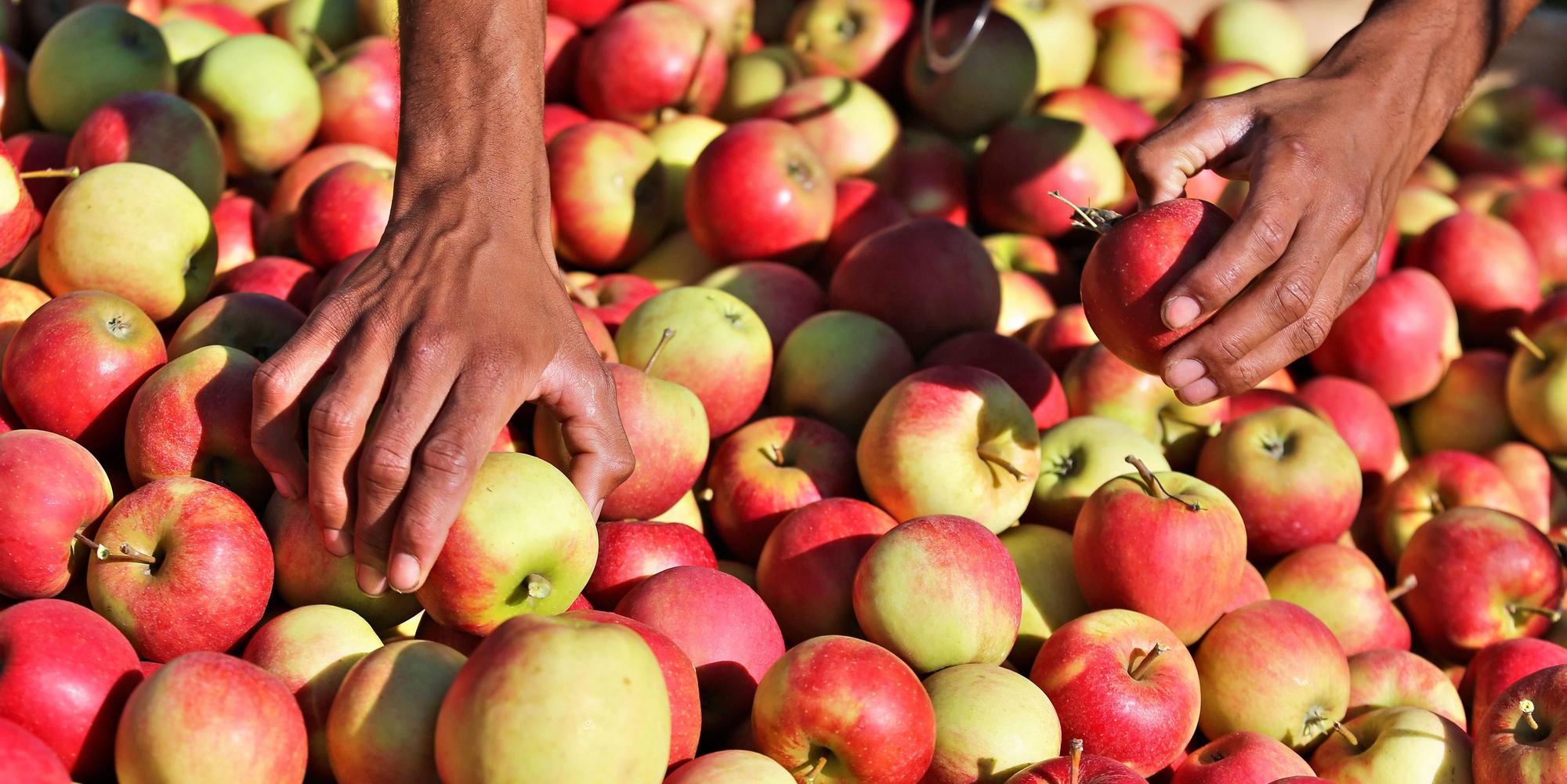 Apfel