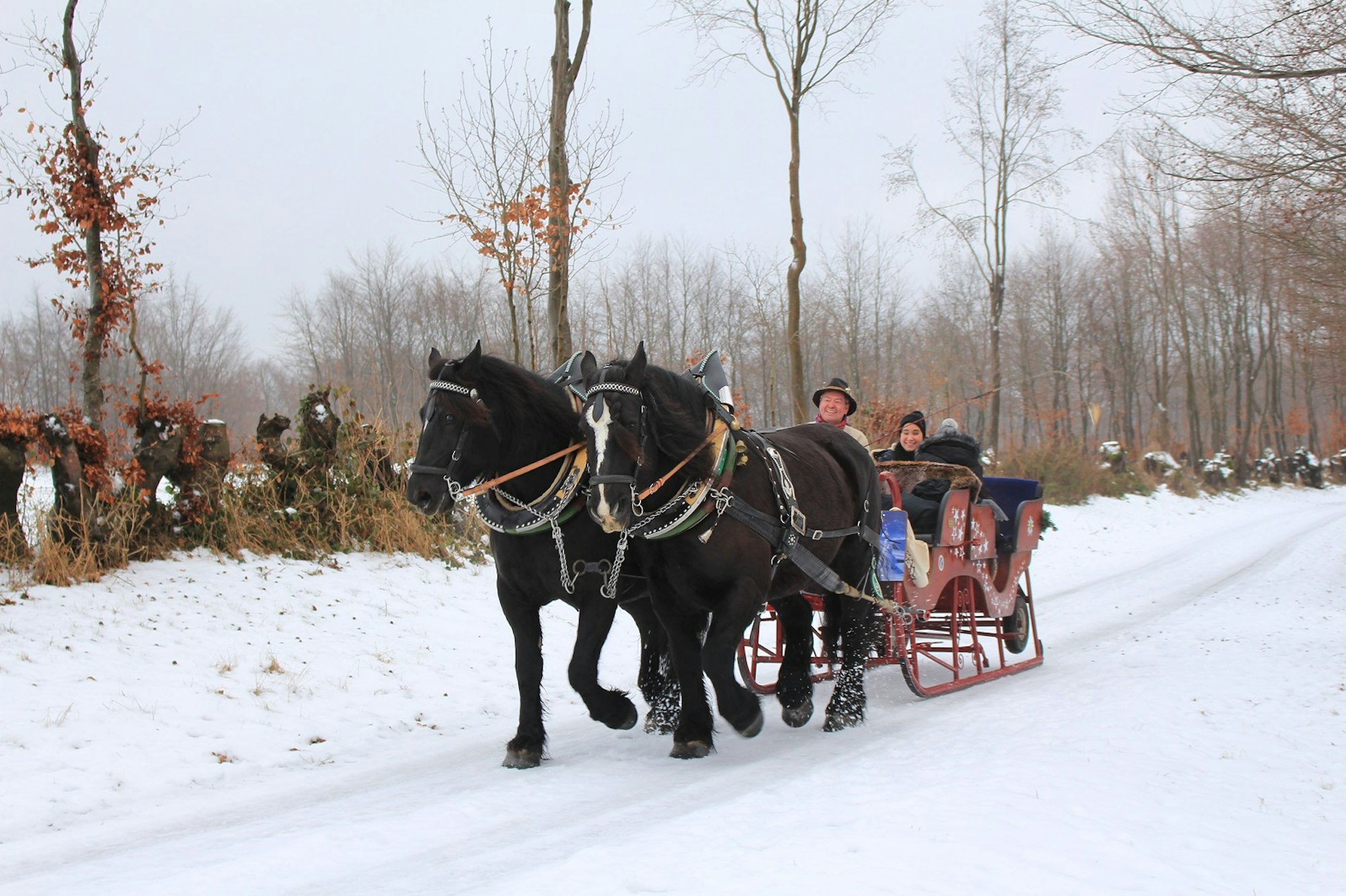 Pferdeschlittenfahrten Eifel Klein