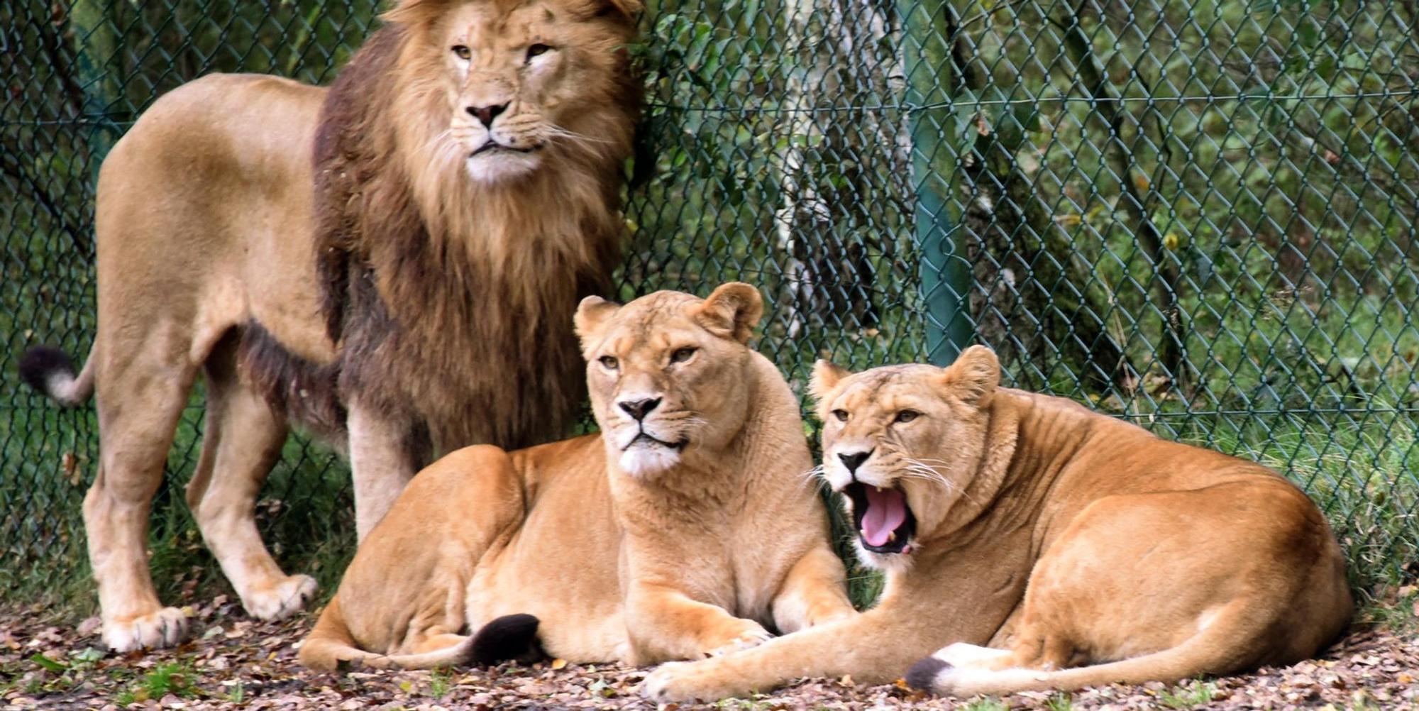 Löwen_Serengeti-Park