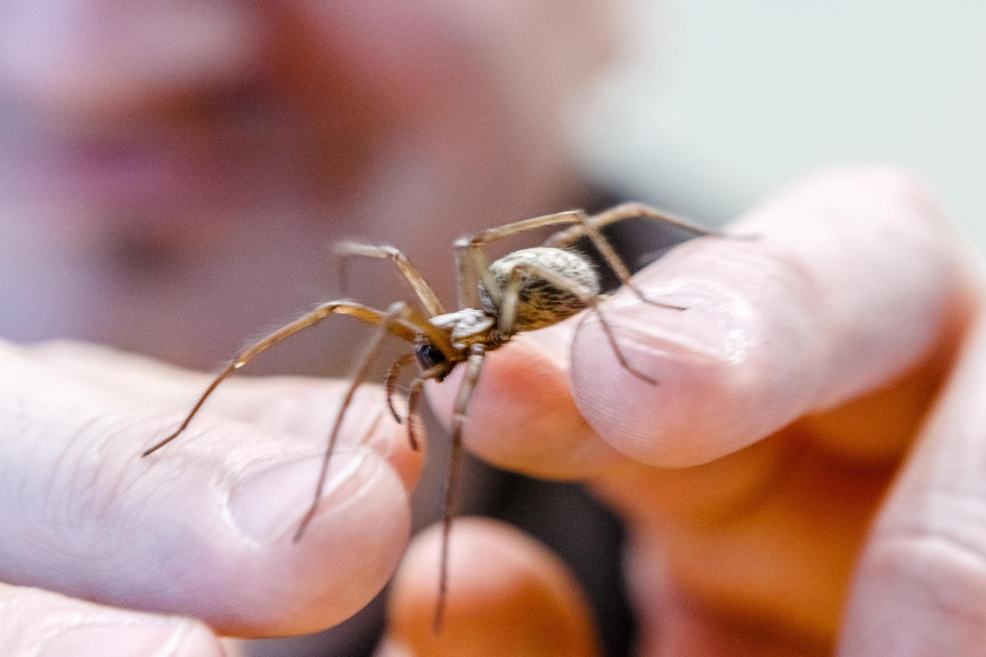 Eine_Spinne_krabbelt_über_eine_Hand