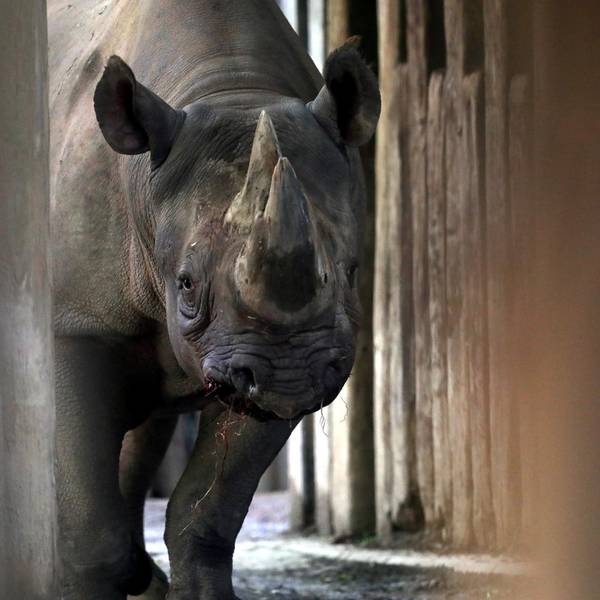 nashorn kölner zoo blut