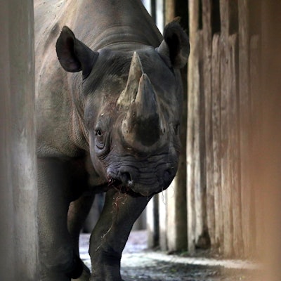 nashorn kölner zoo blut