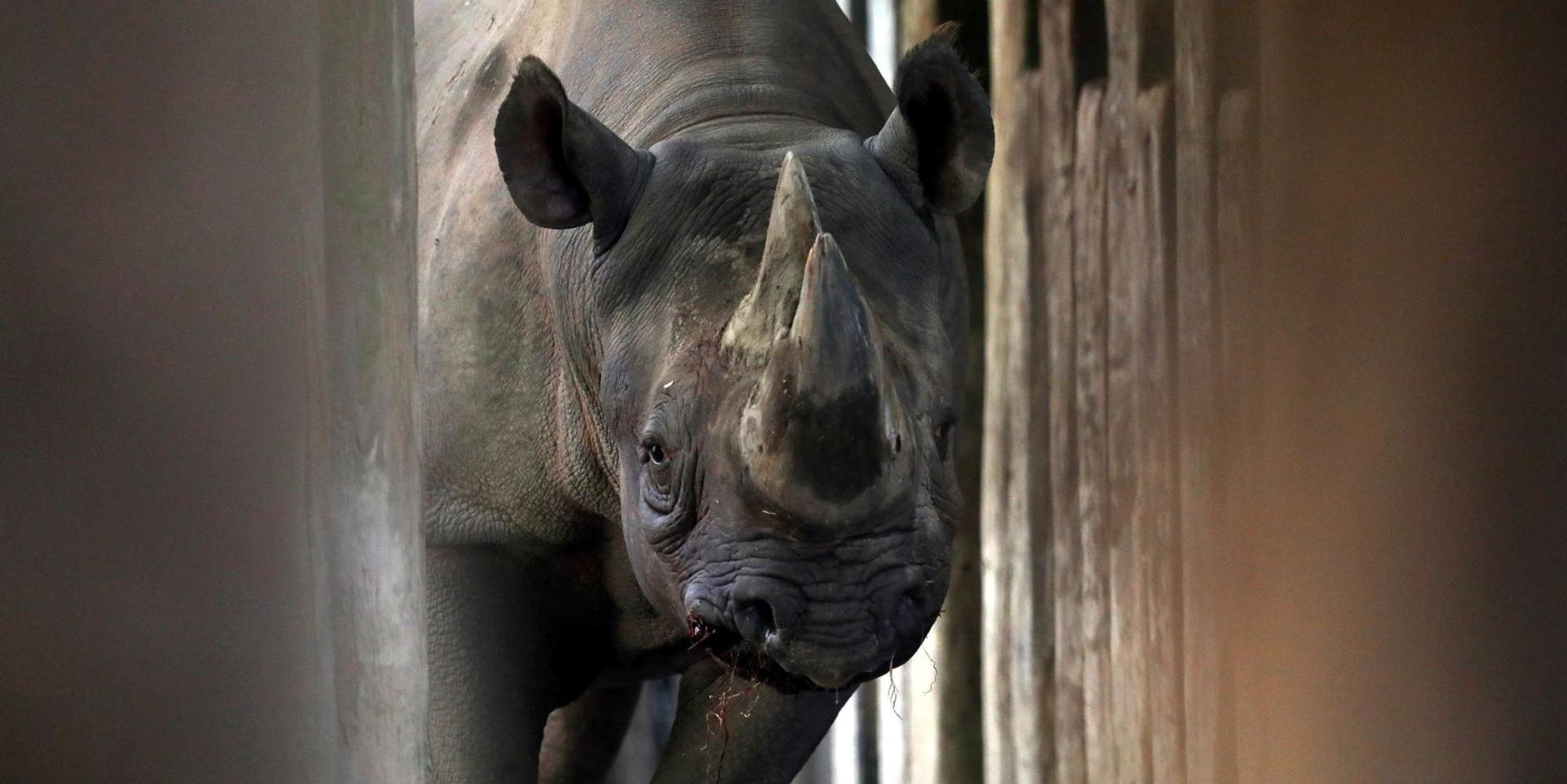 nashorn kölner zoo blut
