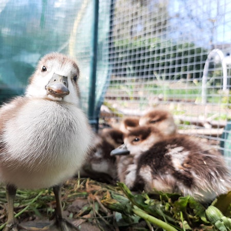 Ente_2_20210503_105302