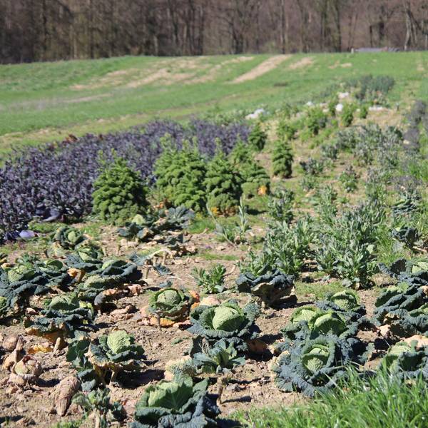 Solidarische_Landwirtschaft1