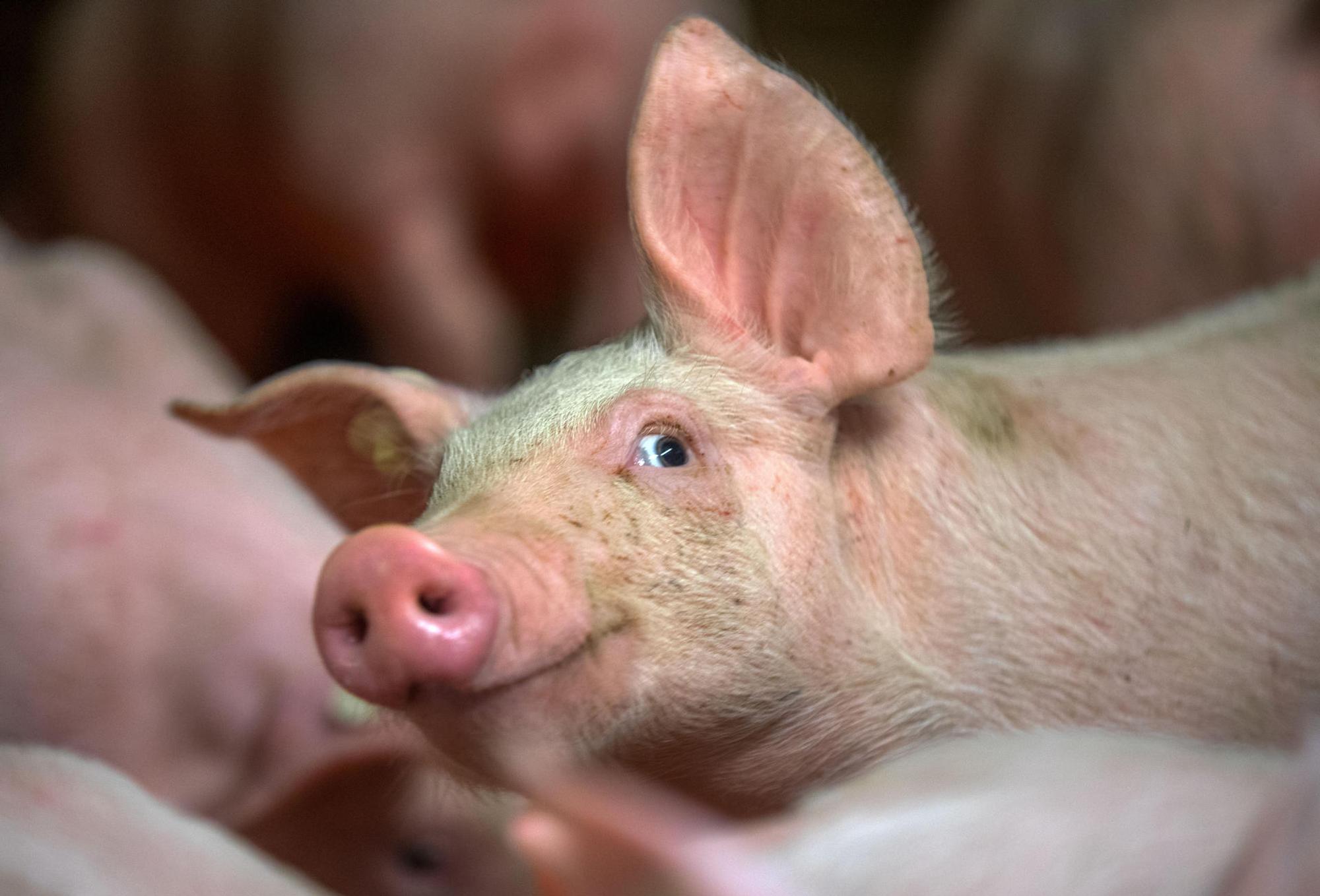 Schweine Symbol