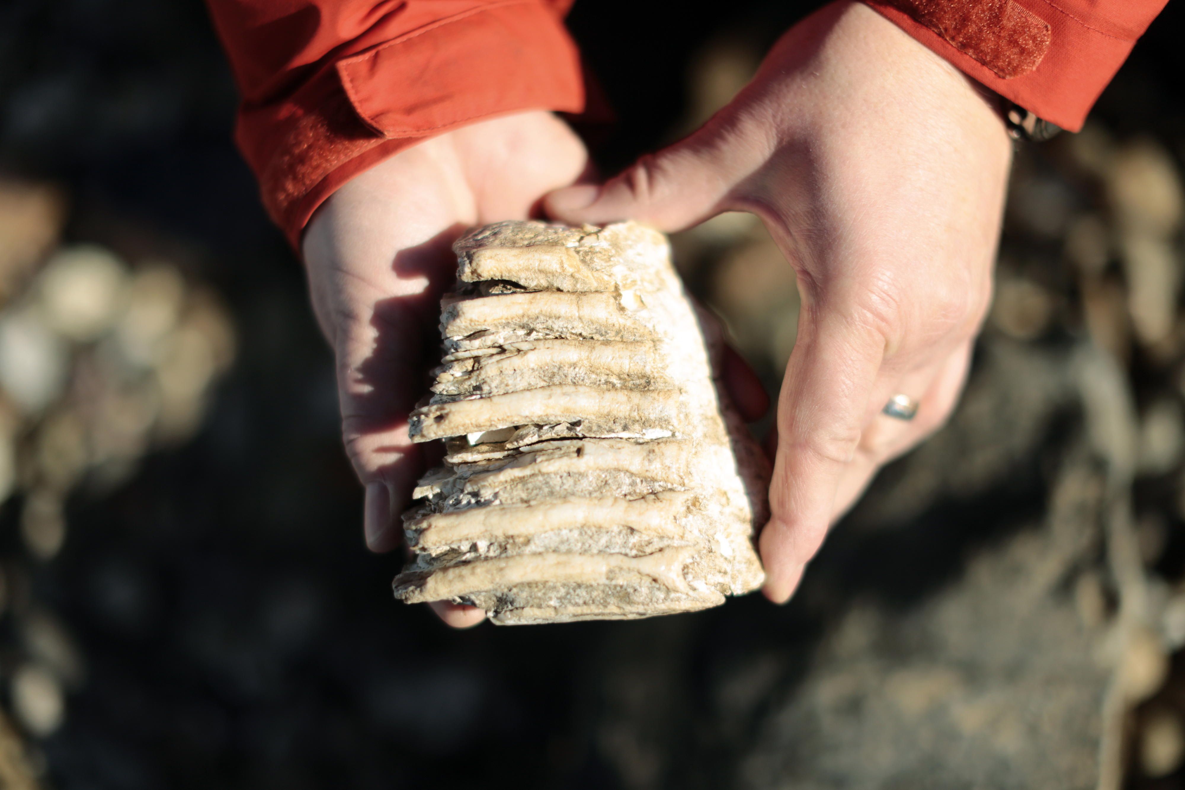 Rhein-Schau_Geologe_3