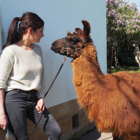 sues Lama 6