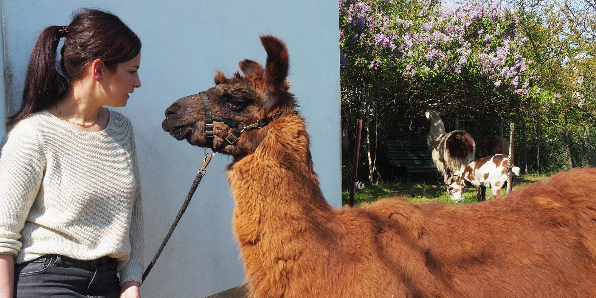 sues Lama 6