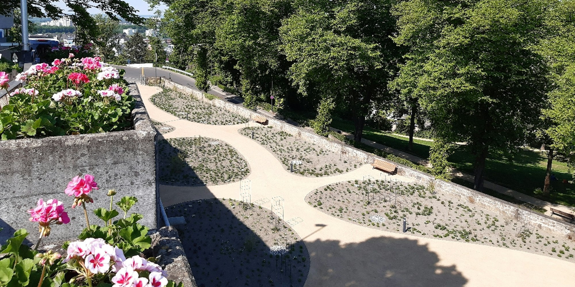 siegburger_rosengarten