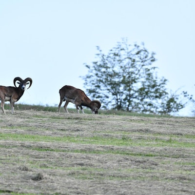 Mufflons_Wipperfürth