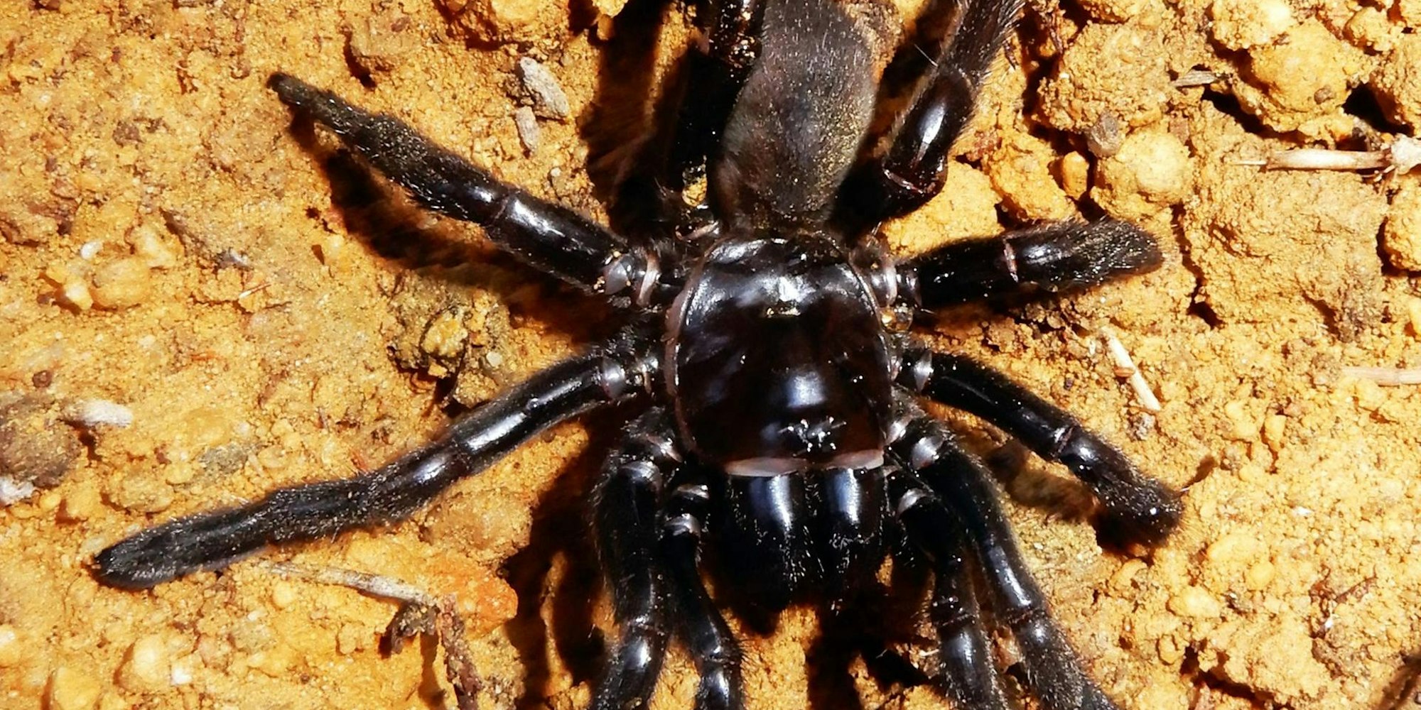 Spider afp neu