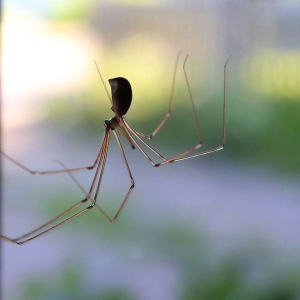 Spinne