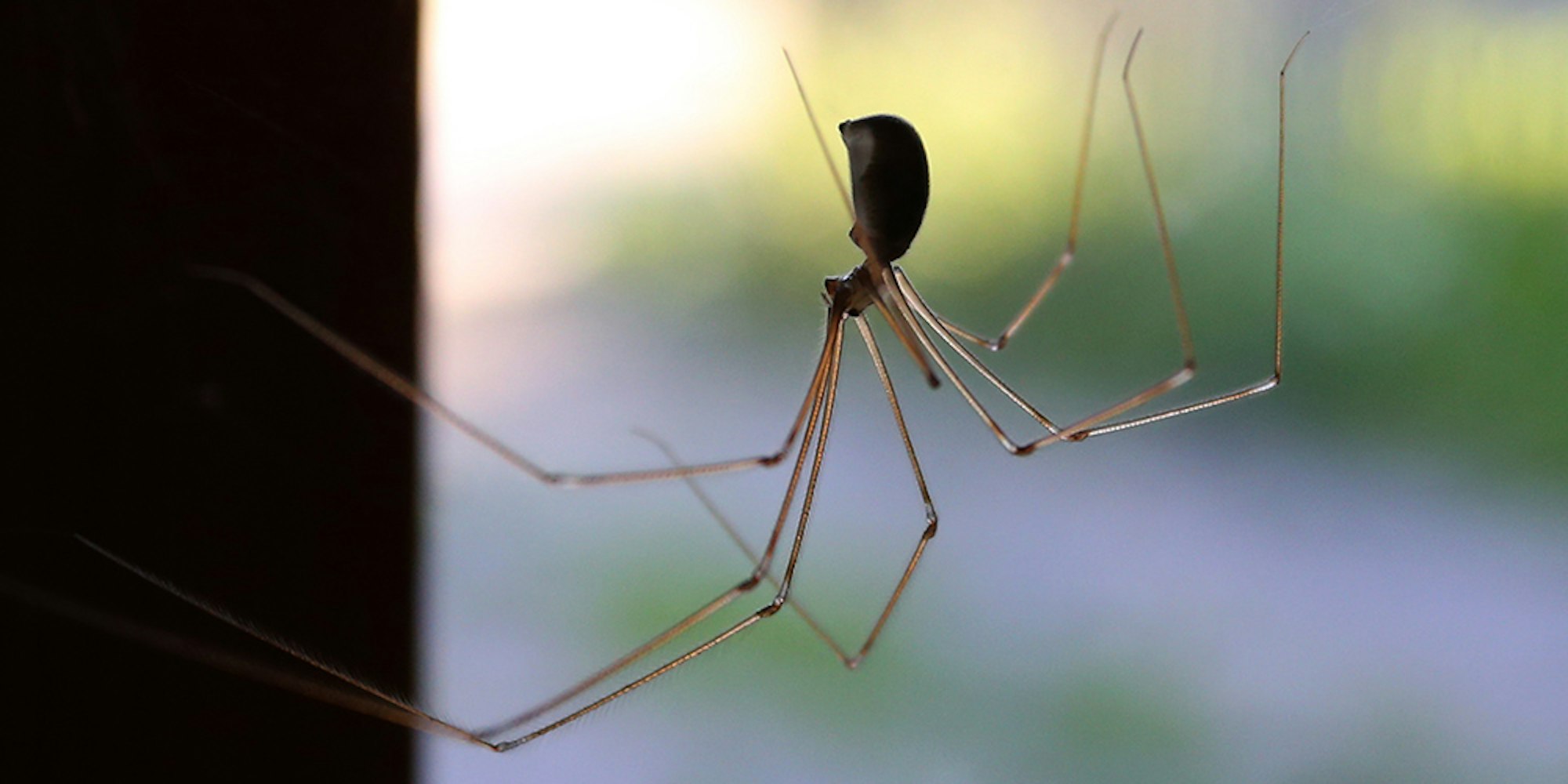 Spinne