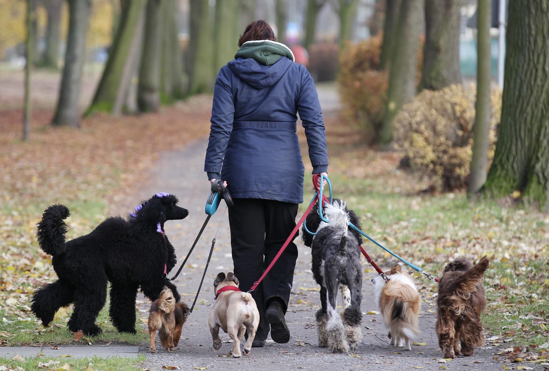 Hunde_Spaziergang_Wald