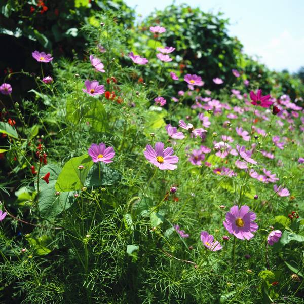 GettyImages-200279081-001_Cosmos_bipinnatus