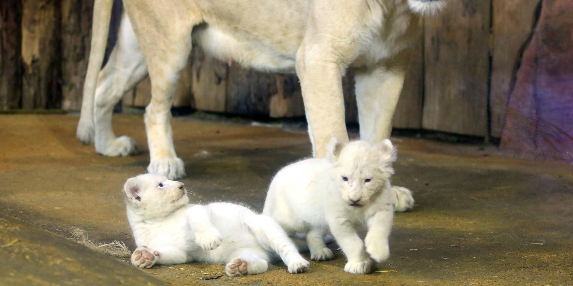 Zoo Tiernachwuchs 2