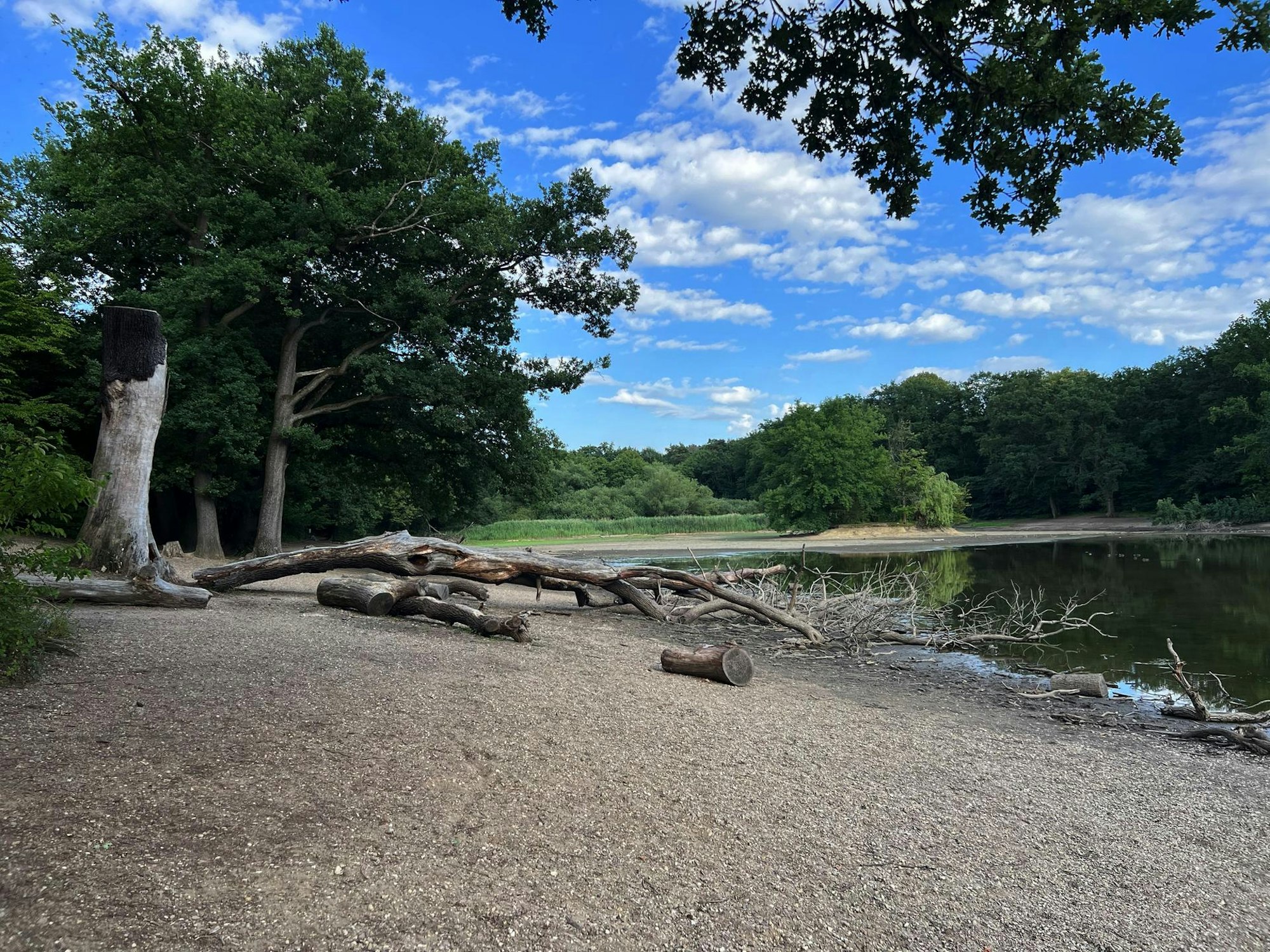 Äste und Baumstämme liegen am Ufer eines Teichs