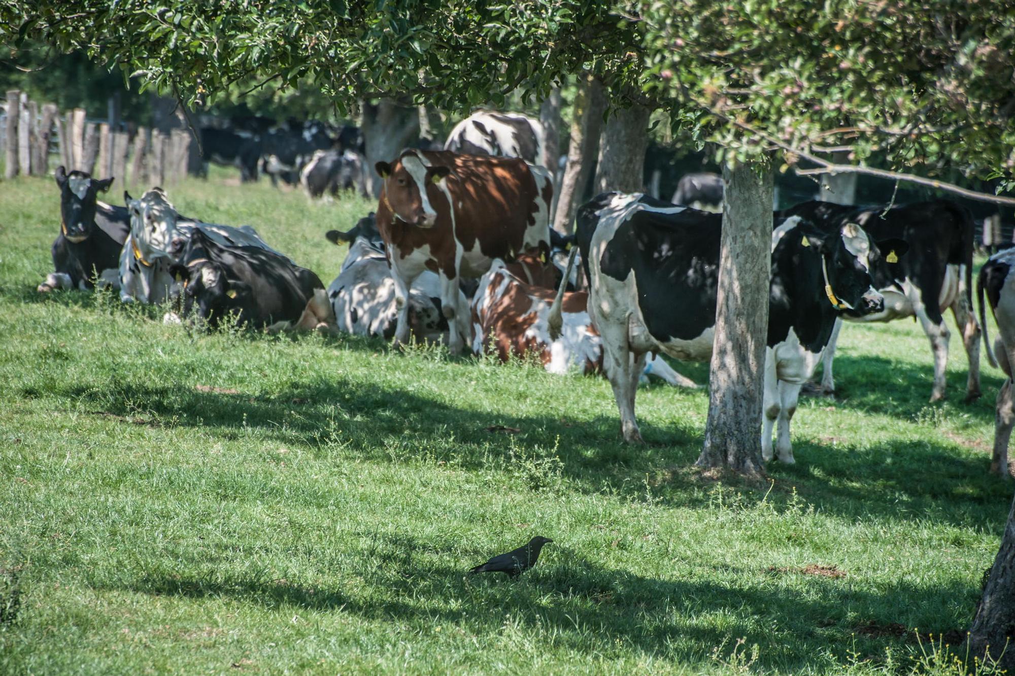 Kühe im Schatten