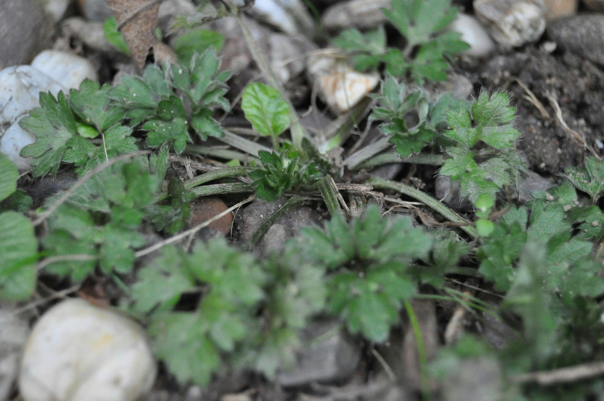 hahnenfuss kriechender