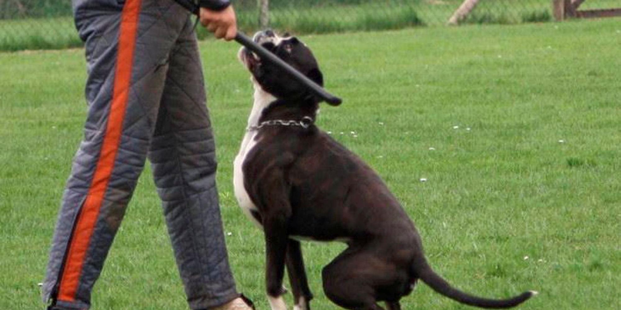 Boxer2