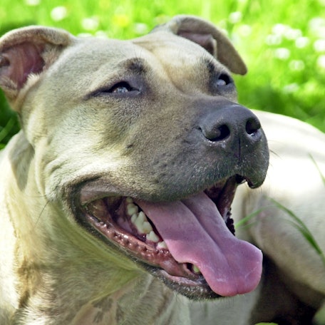 Staffordshire Terrier dpa