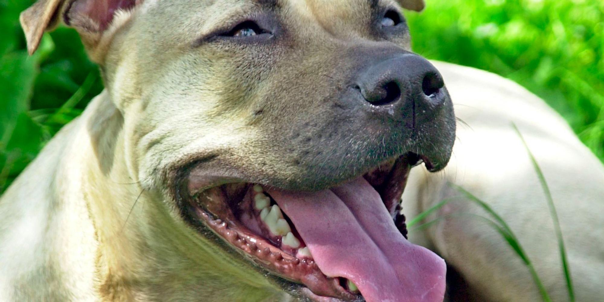 Staffordshire Terrier dpa
