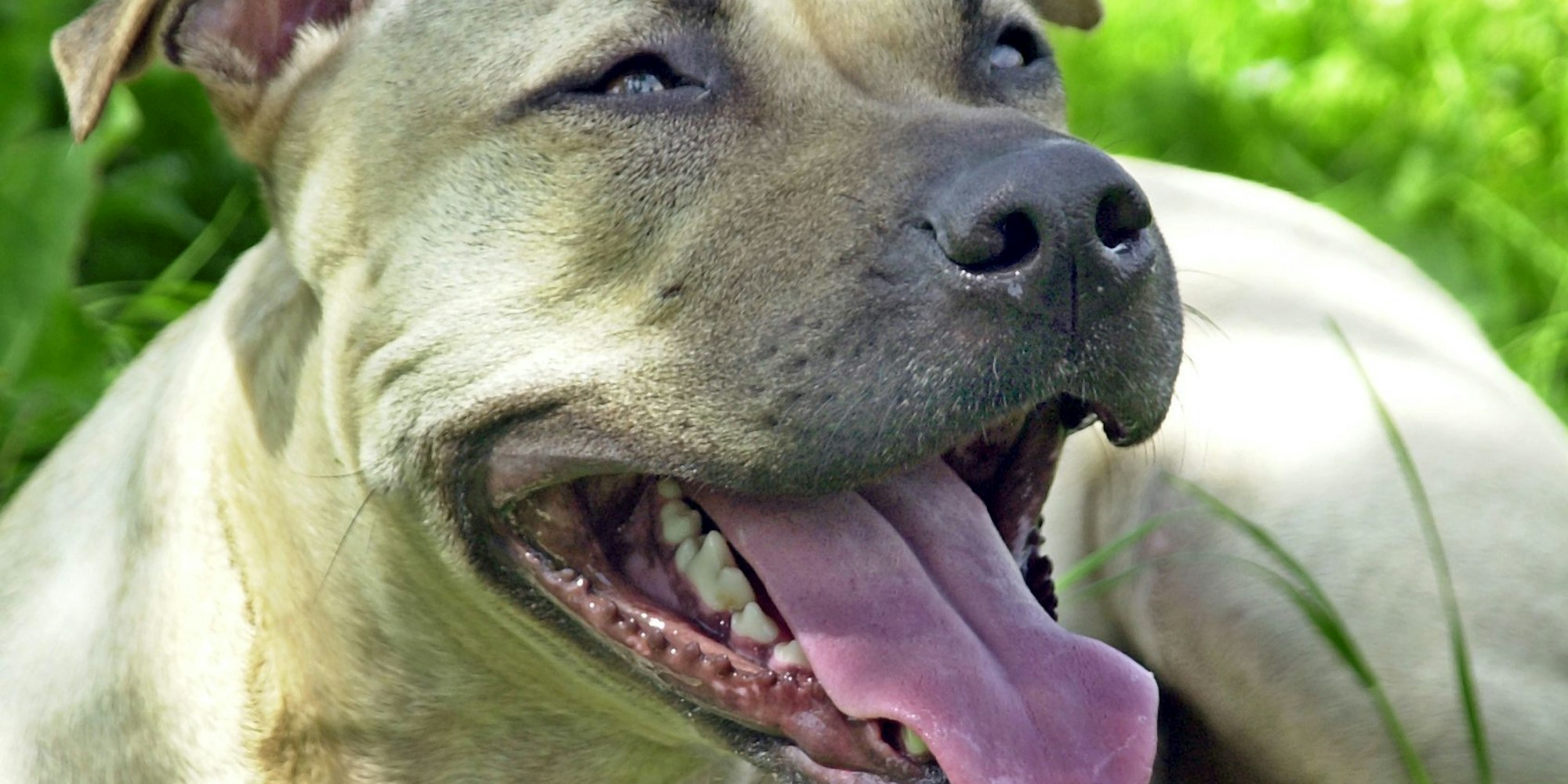 Staffordshire Terrier dpa