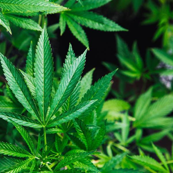 Cannabis Plantage Symbolbild (1)