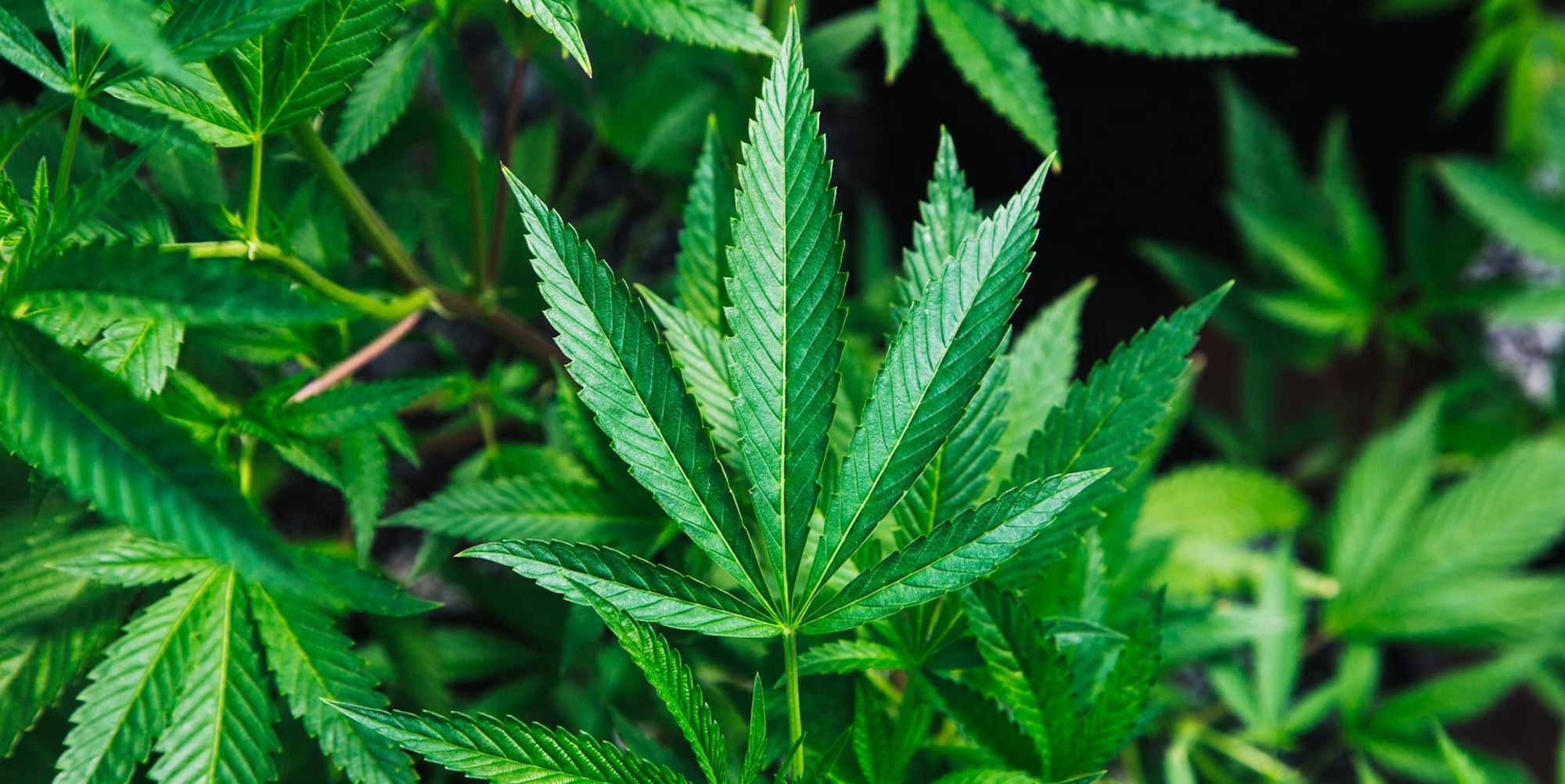 Cannabis Plantage Symbolbild (1)