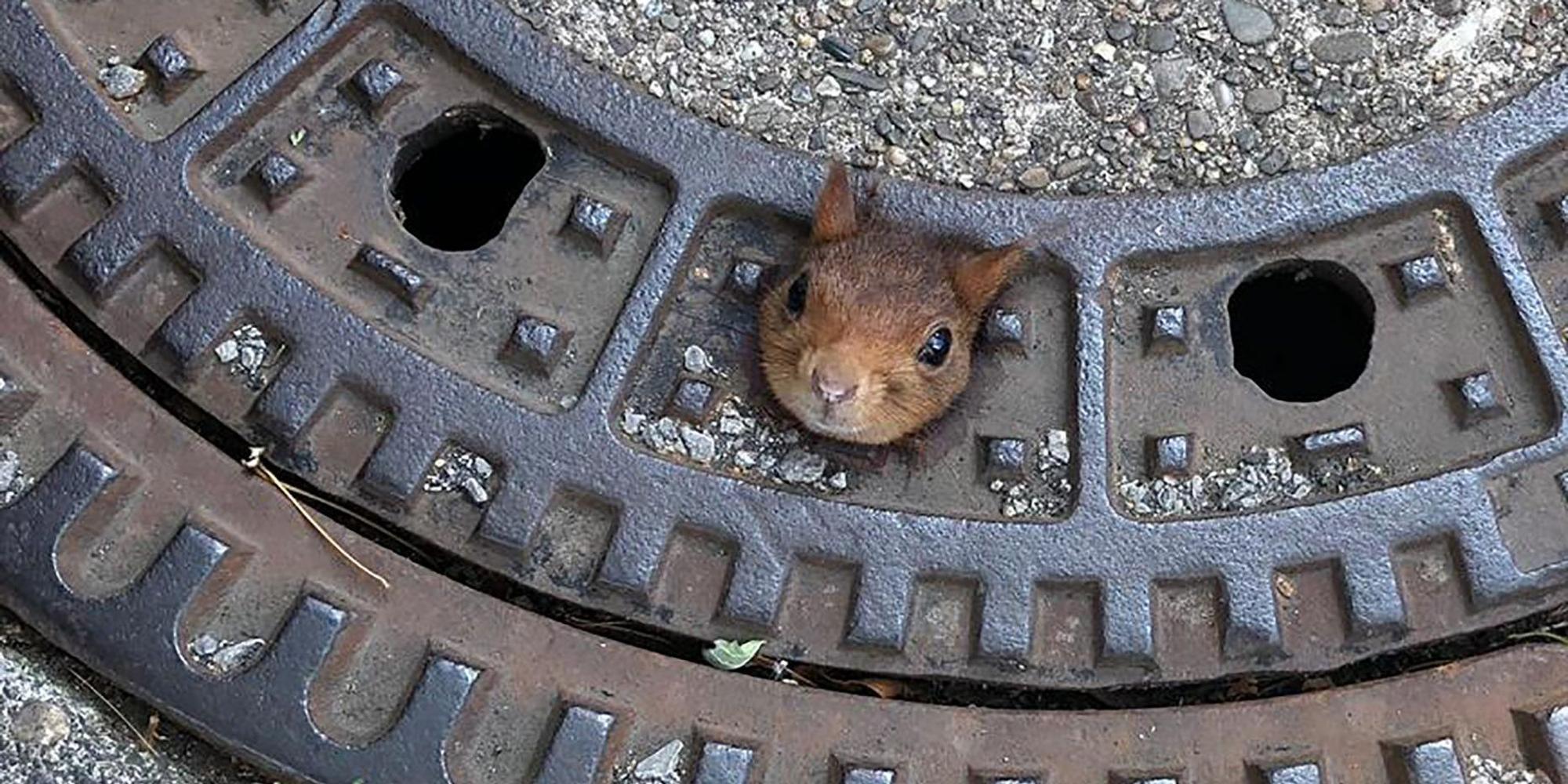 Eichhörnchen dpa neu