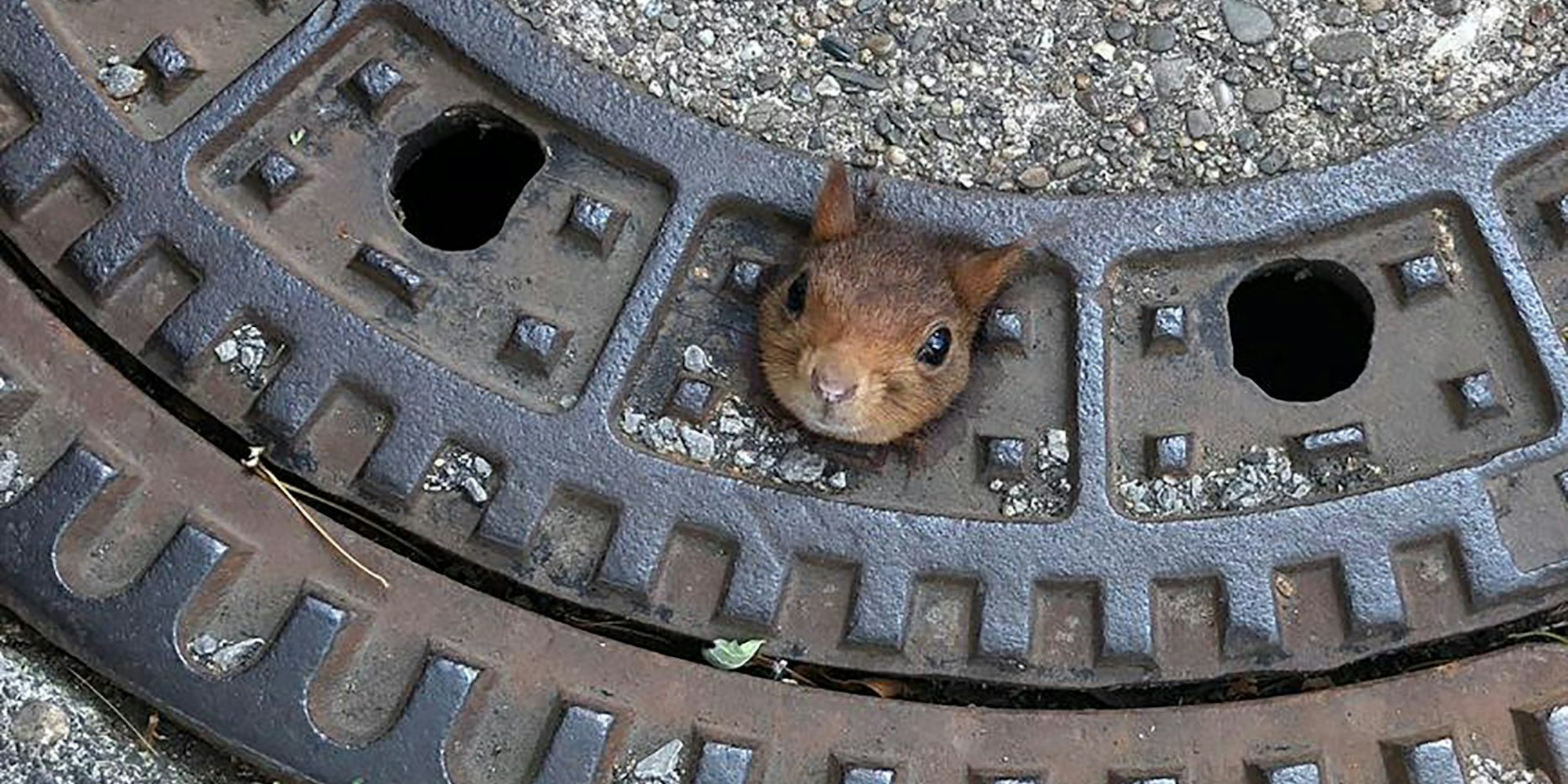 Eichhörnchen dpa neu