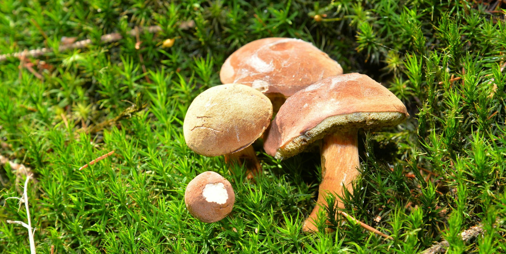 Waldpilze