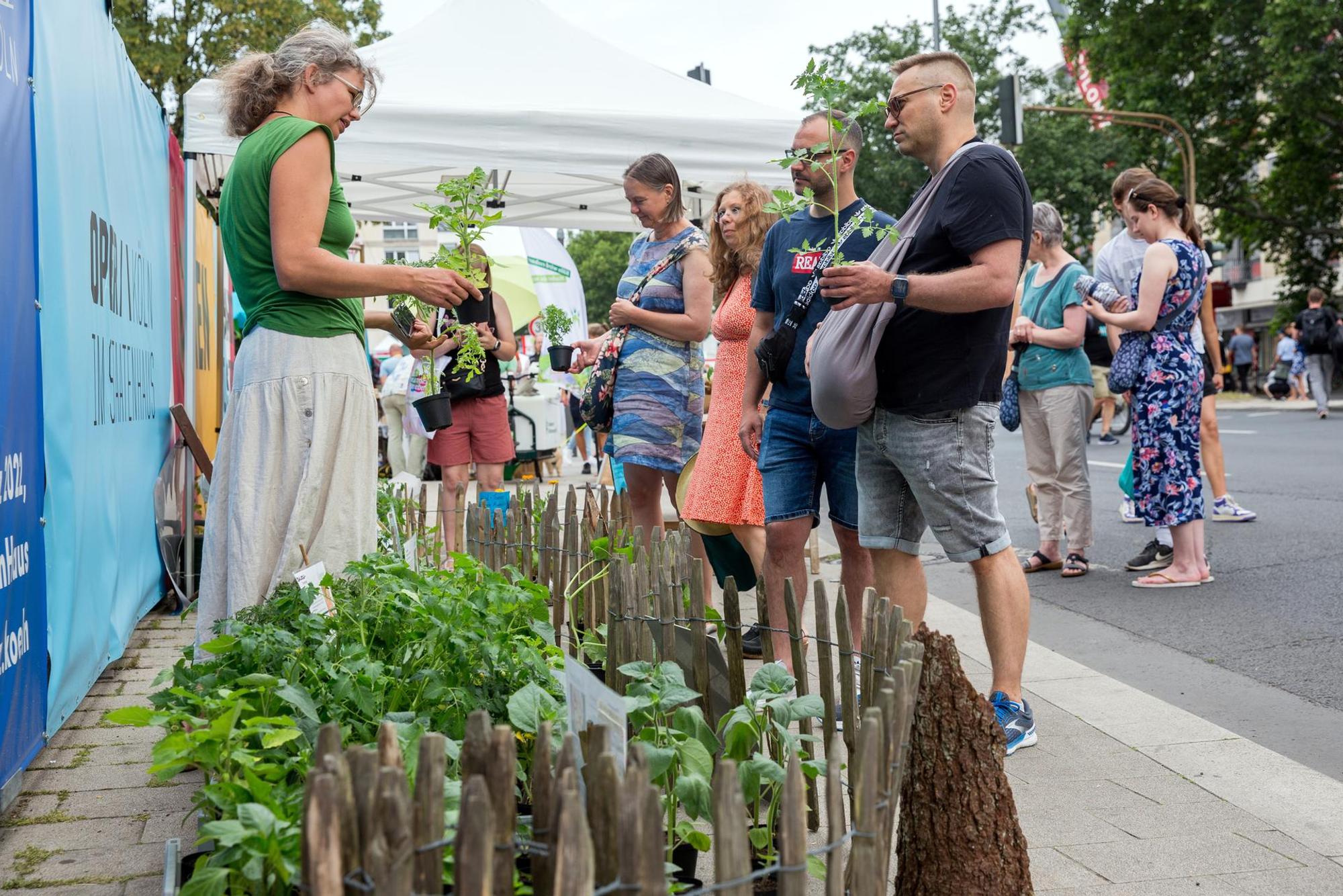 Festival Tomaten