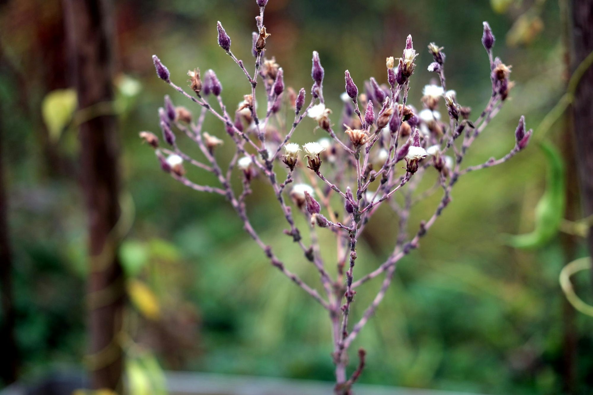 20180928max-garten23