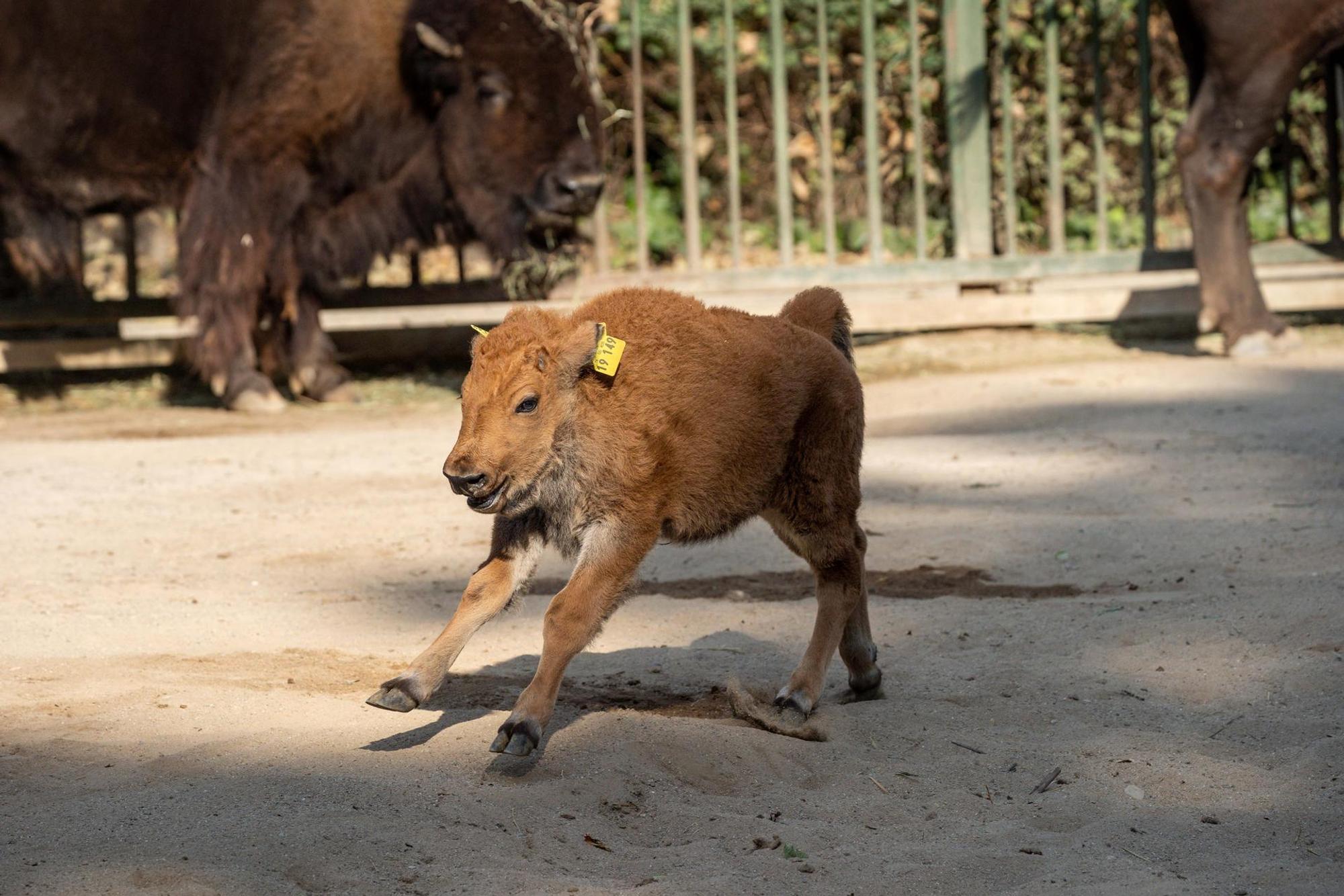 Babybison Kölner Zoo