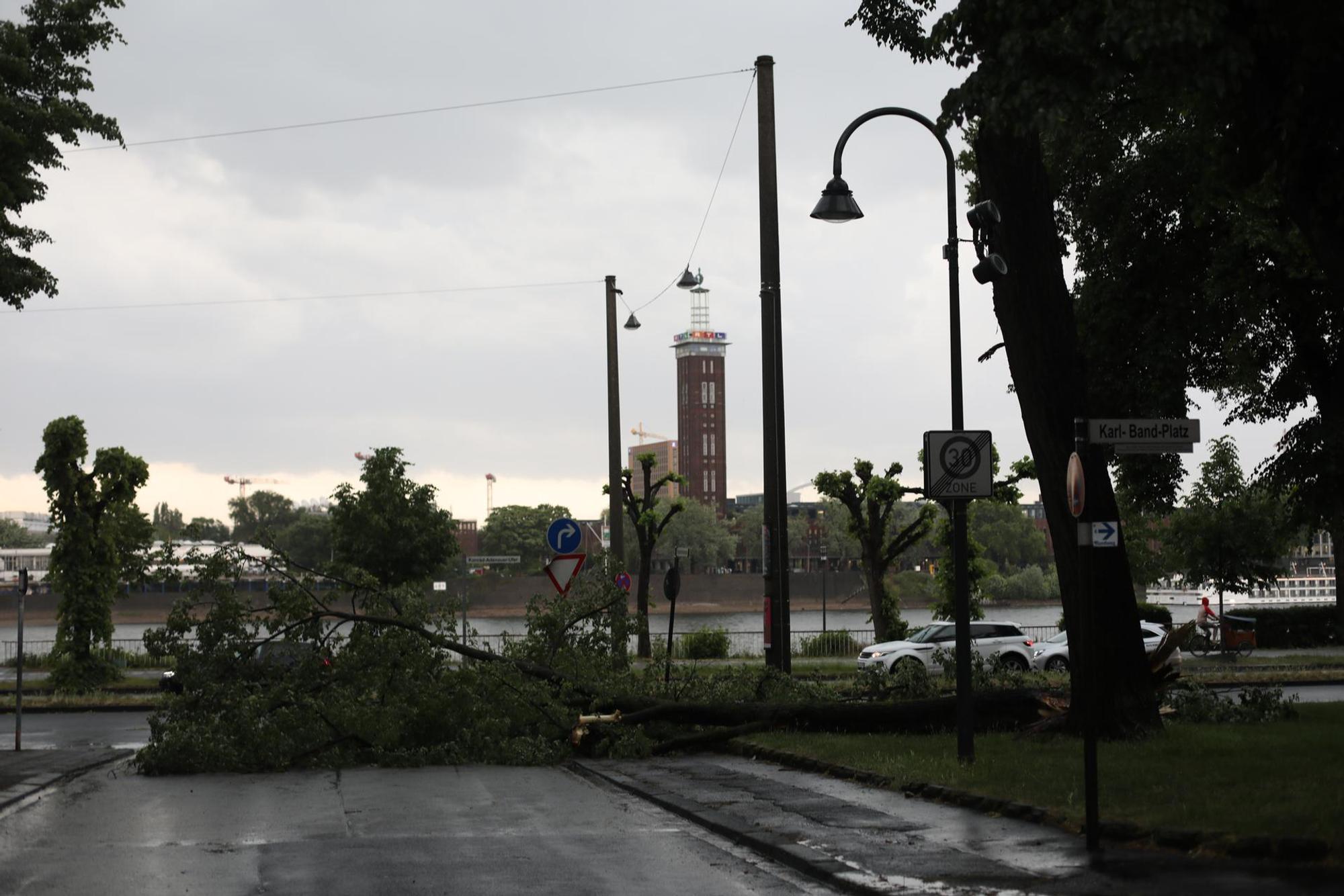 Baum umgefallen Köln