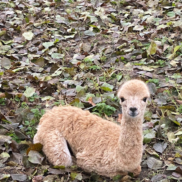 Alpaka-Baby