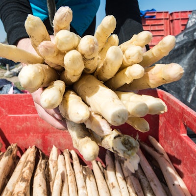 Spargel in der Kiste Ernte 11416