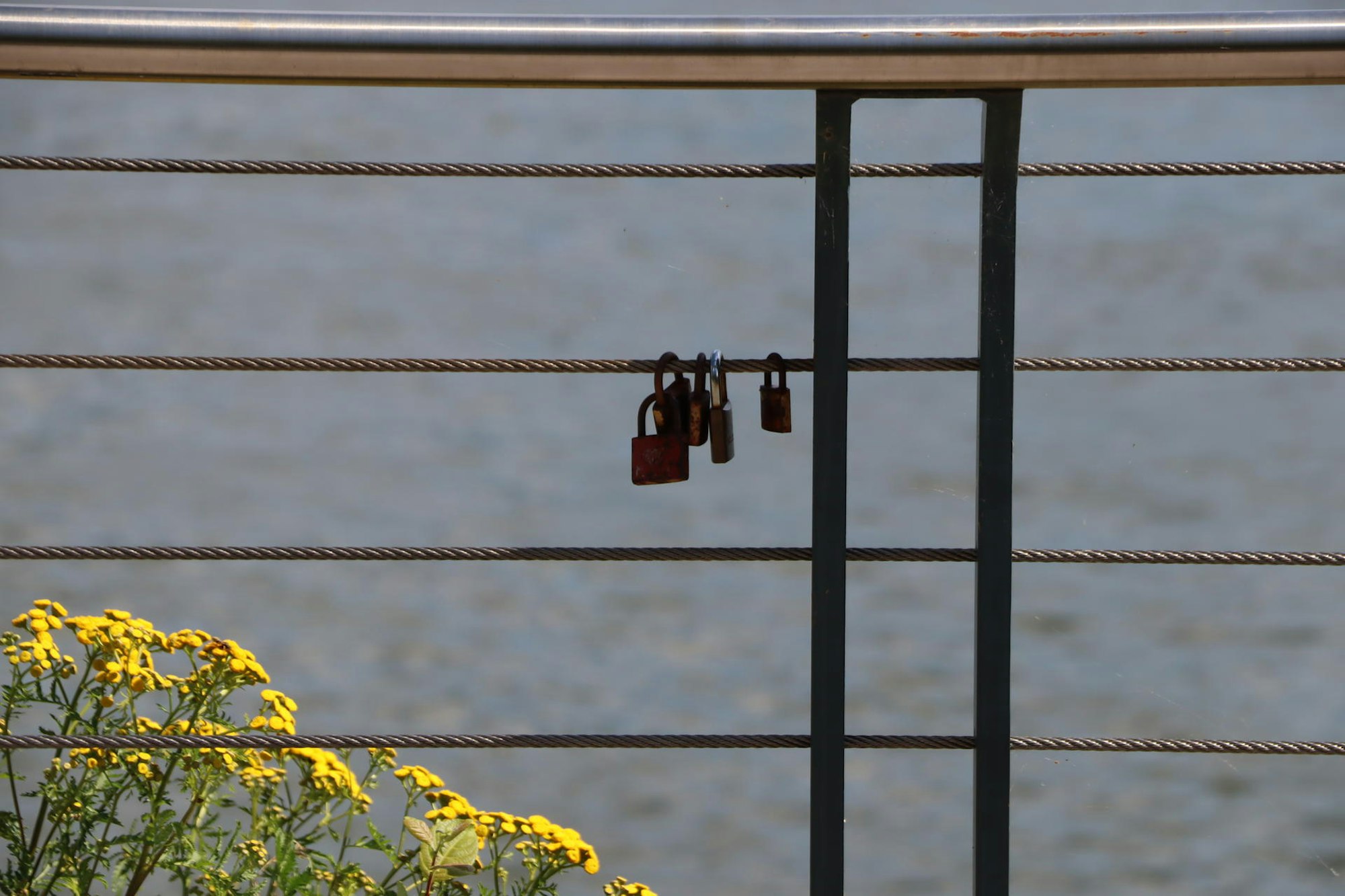 Wes-Rheinschwan-Anlieger_002