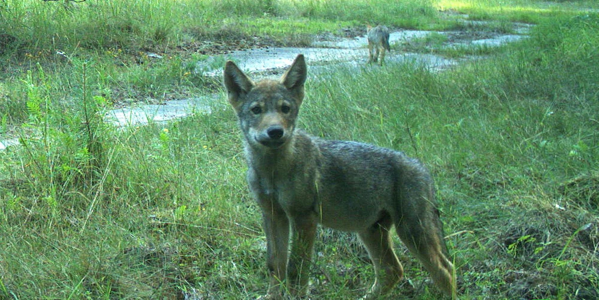 Wolfswelpe