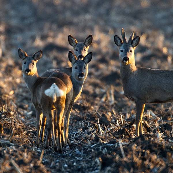 Rehe