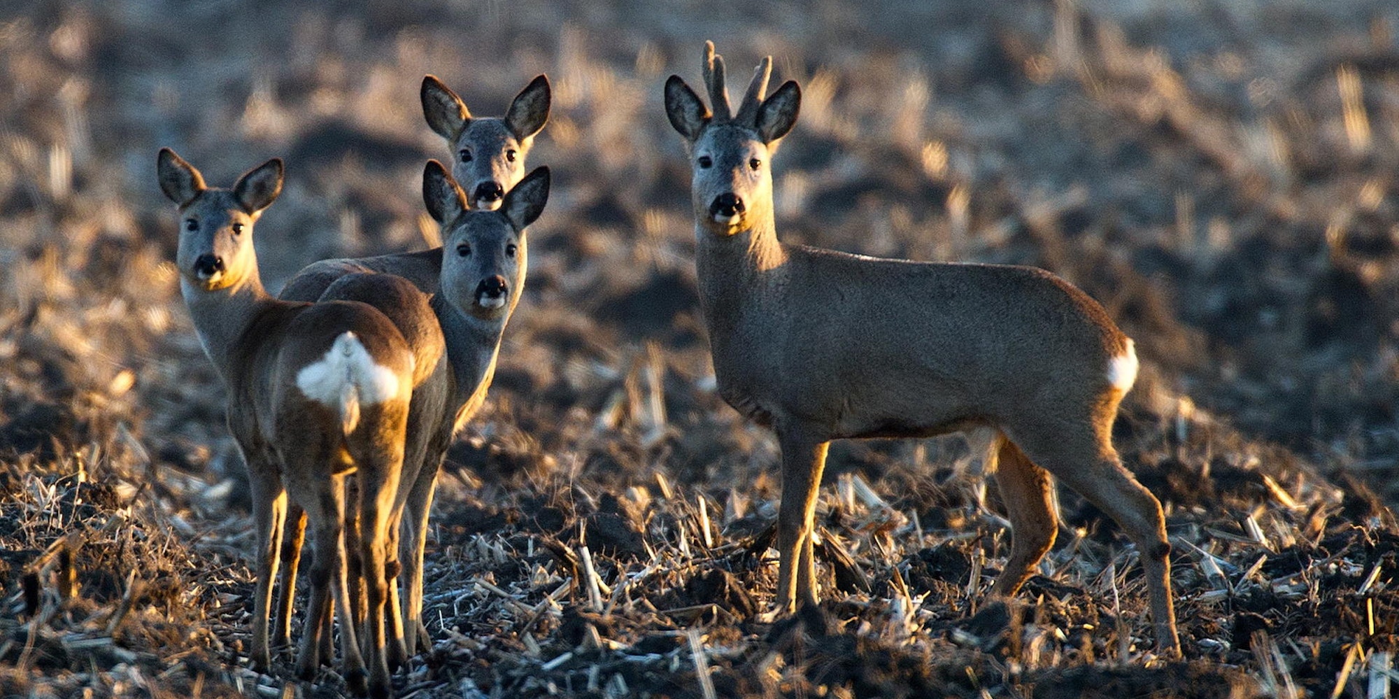 Rehe