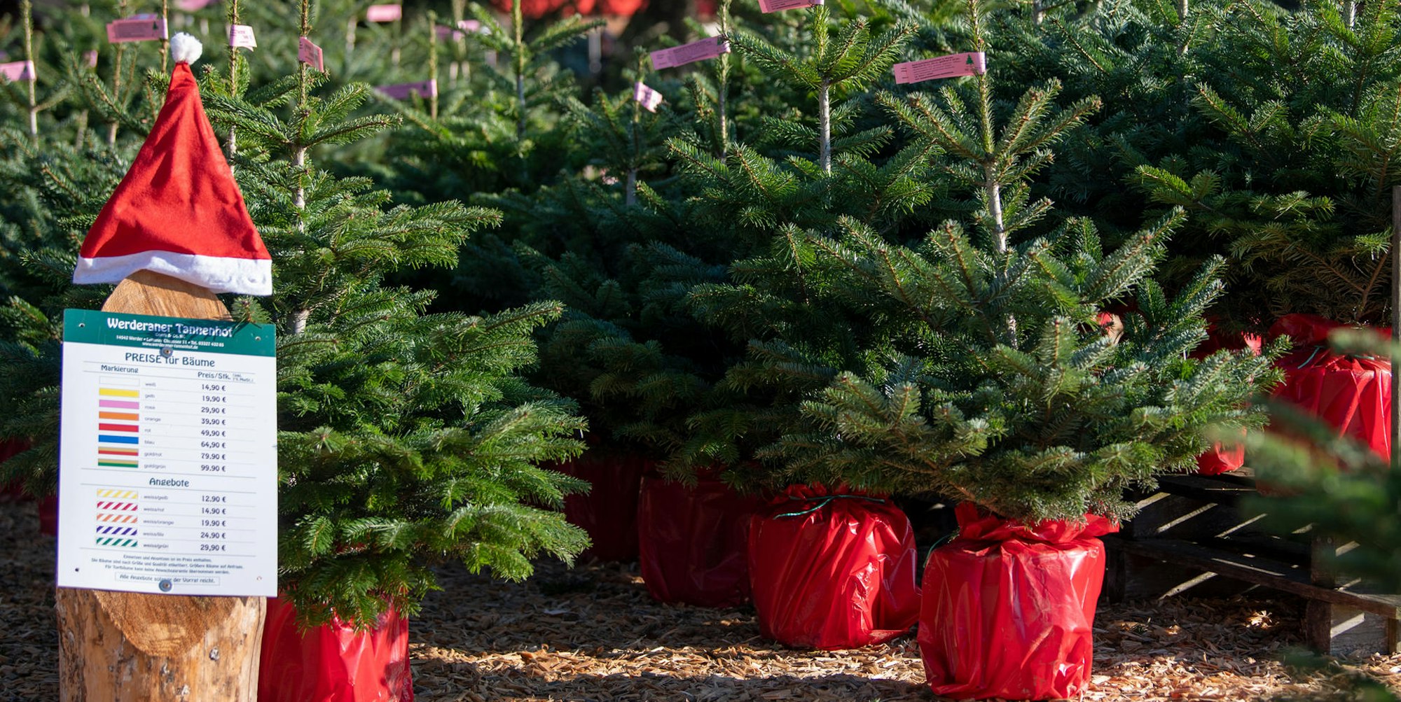 Weihnachtsbaumverkau_67553711