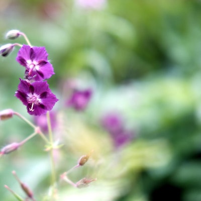 Storchenschnabel20190506max-garten04