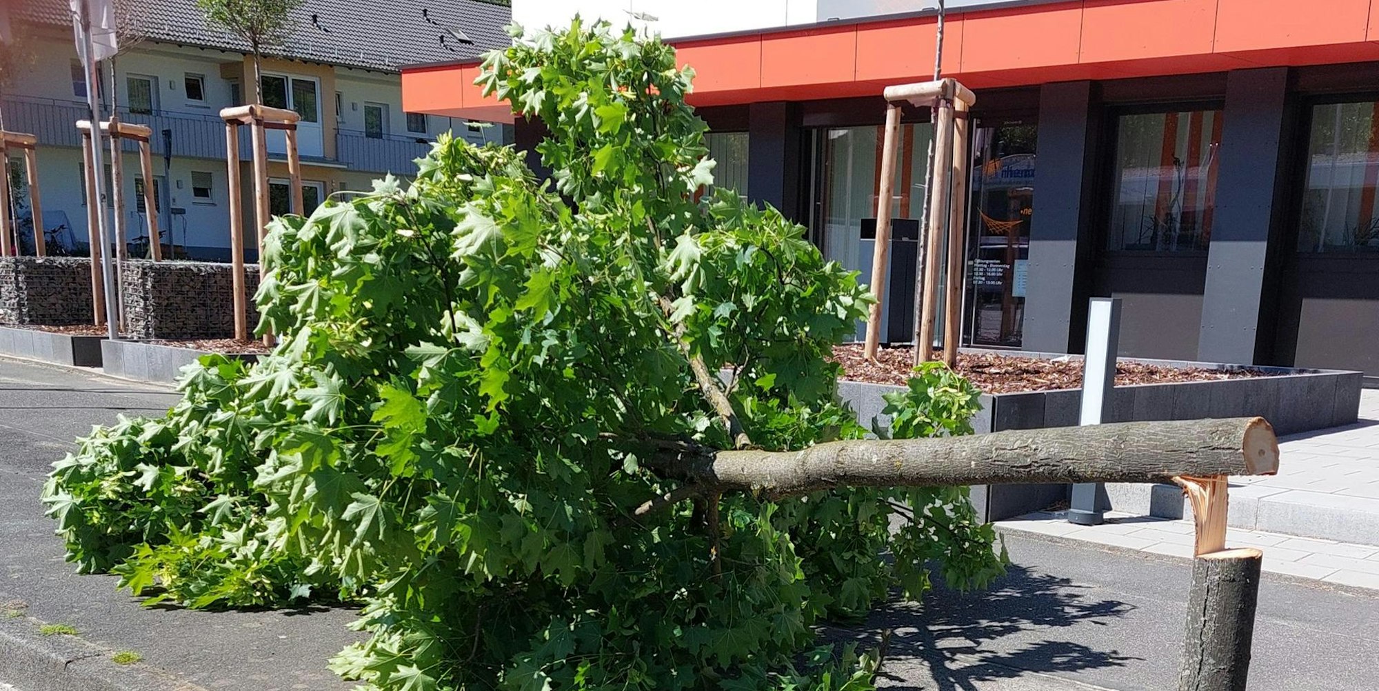 20220515-Baumfrevel_03