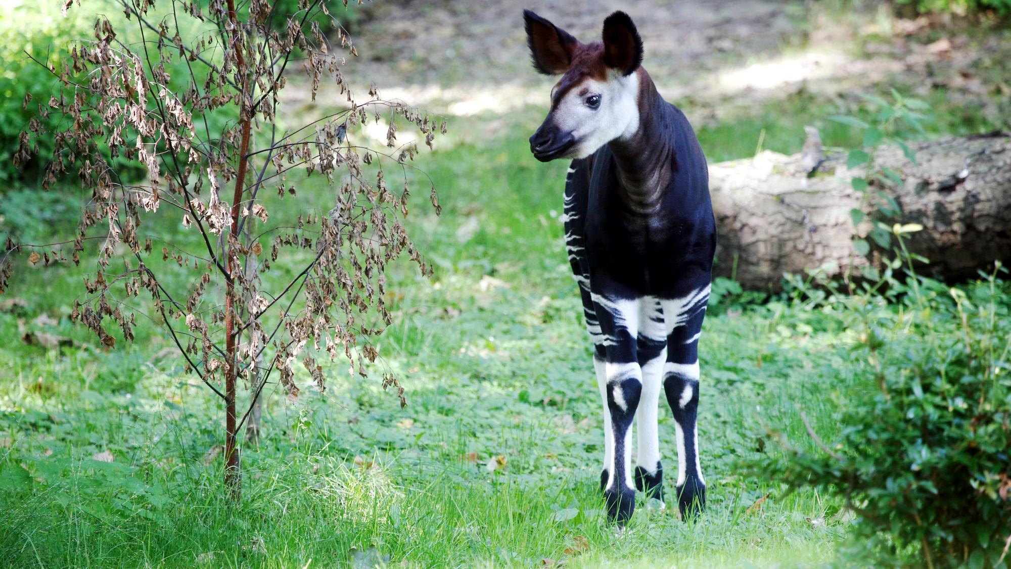 kra_okapi003