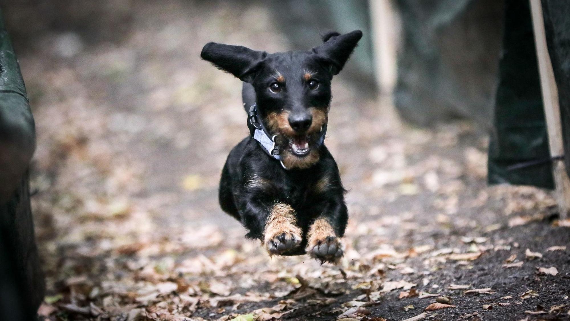 Ein Rauhaardackel rennt durch den Wald